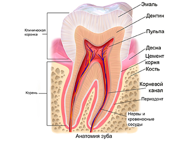 анатомия зуба